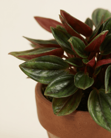 Baby Peperomia Peperomia Rosso