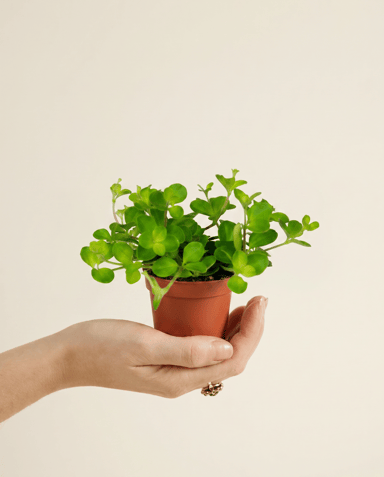Baby Peperomia Peperomia Rotundifolia Pilosior