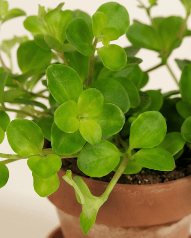Baby Peperomia Peperomia Rotundifolia Pilosior