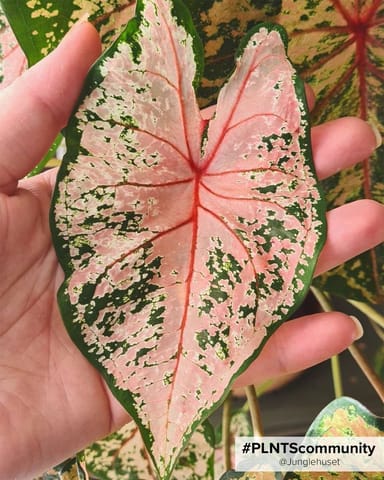 Baby Caladium Kaladie Caladium Tuber - Pink Beauty