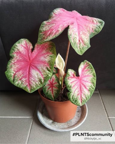 Baby Caladium Angel wings Caladium Knol - Rosebud