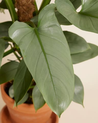 Philodendron Baumfreund Hastatum Silver