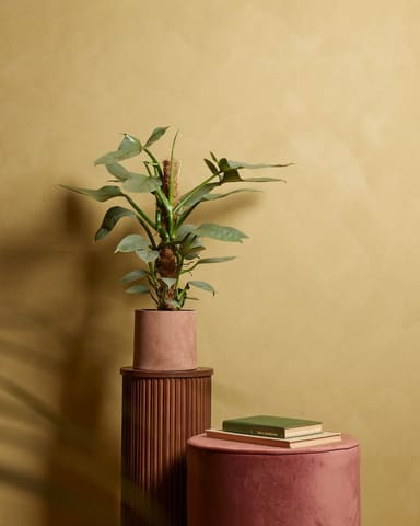 Philodendron Baumfreund Hastatum Silver