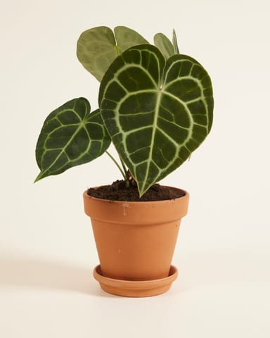 Anthurium Flamingo flowers Clarinervium