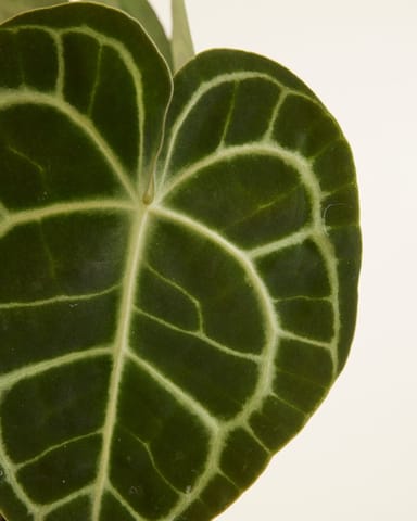 Anthurium Flamingo flowers Clarinervium