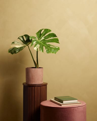 Monstera Fensterblatt Thai Constellation