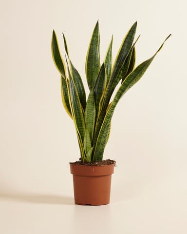 Sansevieria Laurentie Snake plant