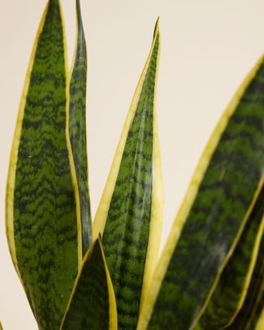 Sansevieria Laurentie Snake plant