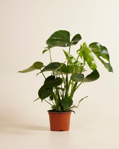 Monstera Deliciosa Split leaf philodendron Swiss Cheese Plant
