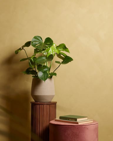 Monstera Deliciosa Split leaf philodendron Swiss Cheese Plant
