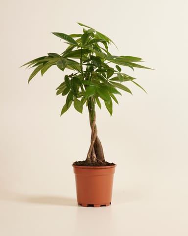 Pachira Money tree Aquatica