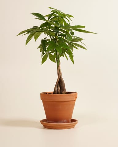 Pachira Money tree Aquatica