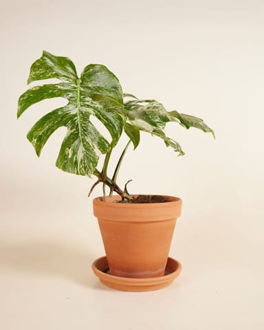 Monstera Fensterblatt Deliciosa Variegated