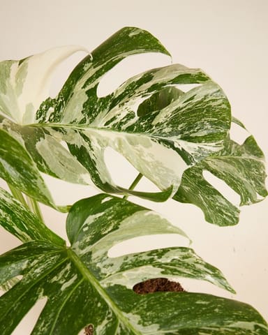Monstera Fensterblatt Deliciosa Variegated