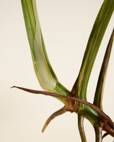 Monstera Fensterblatt Deliciosa Variegated