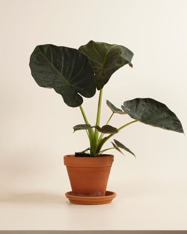 Alocasia Orecchie di Elefante Regal Shield