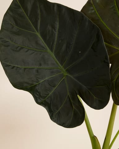 Alocasia Orecchie di Elefante Regal Shield