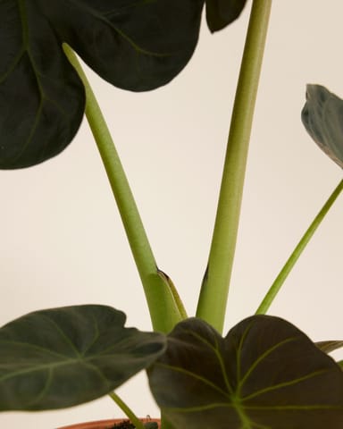 Alocasia Orecchie di Elefante Regal Shield