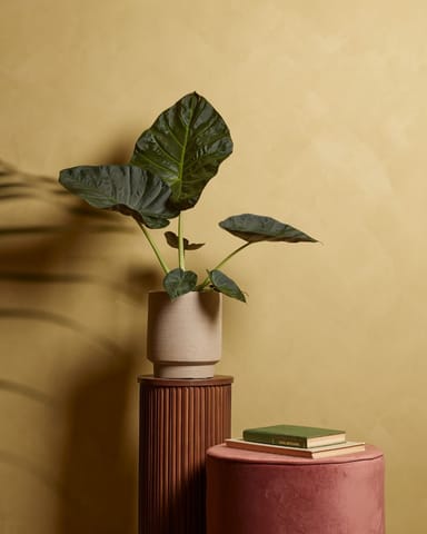 Alocasia Orecchie di Elefante Regal Shield