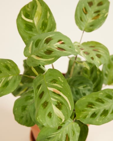 Maranta Marante Kerchoveana Variegated