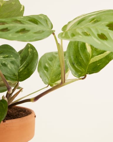 Maranta Marante Kerchoveana Variegated