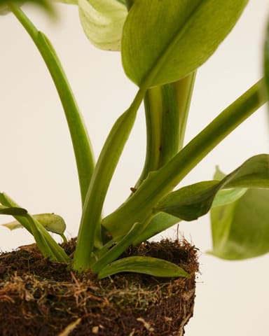 Philodendron Baumfreund Jose Buono