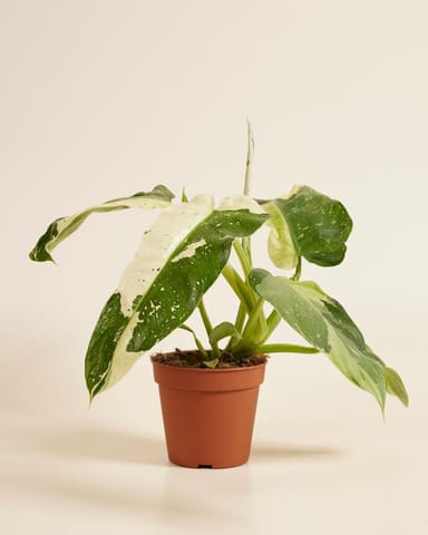 Philodendron Baumfreund Jose Buono