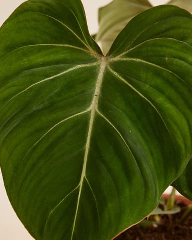 Philodendron Filodendro Gloriosum