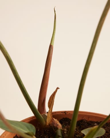Philodendron Filodendro Gloriosum