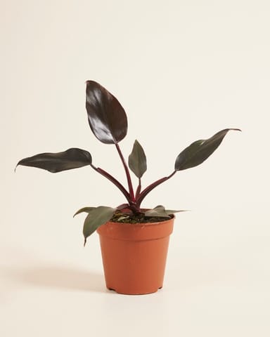 Philodendron Burgundy Princess