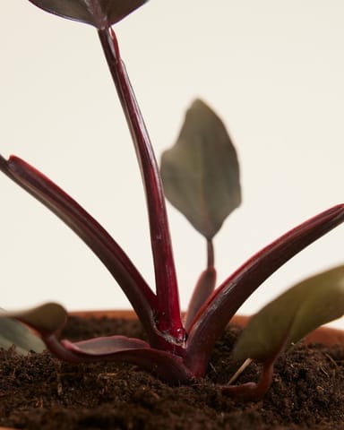 Philodendron Burgundy Princess