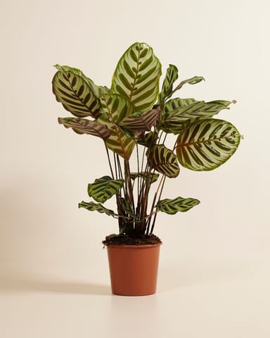 Calathea Plante paon Makoyana