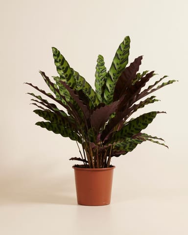 Calathea Rattlesnake plant Insigne
