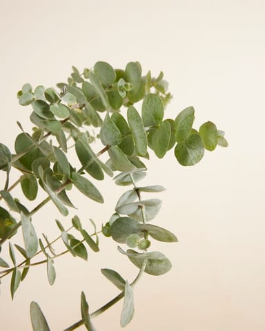 Eucalyptus Gunnii