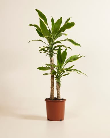 Dracaena Dragonier Golden Coast