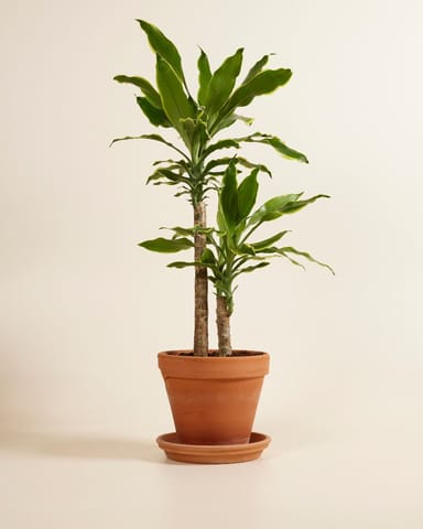 Dracaena Dragonier Golden Coast