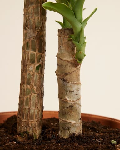 Dracaena Dragonier Golden Coast