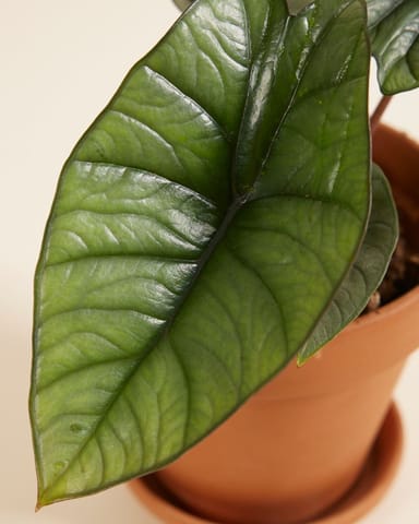 Alocasia Olifantsoor Platinum