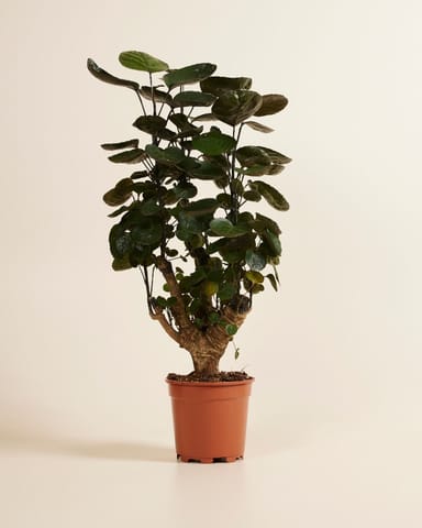 Polyscias Fabian