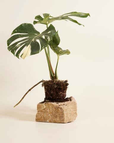 Monstera Fensterblatt Thai Constellation (B-grade)