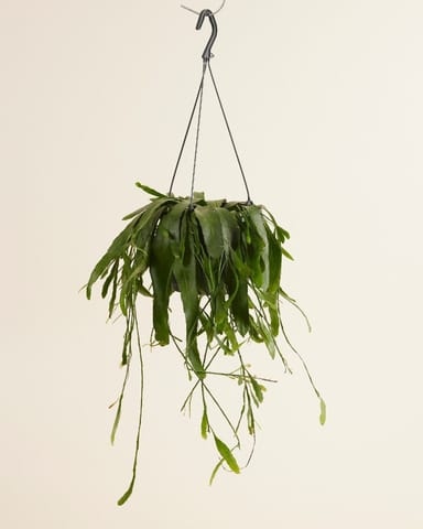 Rhipsalis Ramulosa Red Coral
