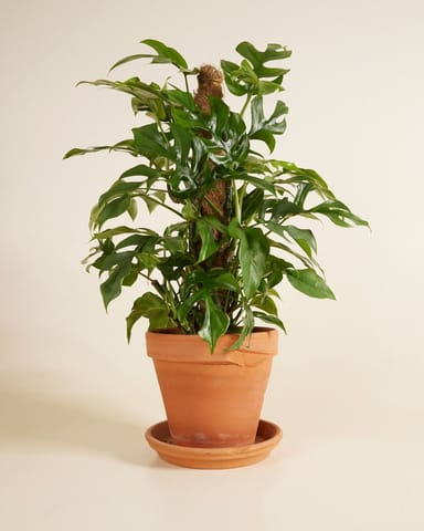 Rhaphidophora Monstera Minima Tetrasperma