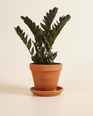 Zamioculcas Plante ZZ Raven
