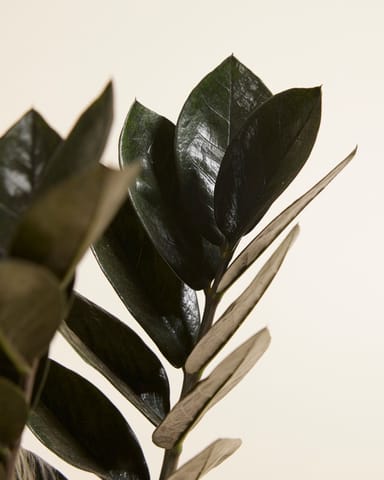 Zamioculcas Plante ZZ Raven