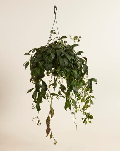 Aeschynanthus Orecchie di Elefante Marmoratus