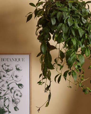 Aeschynanthus Orecchie di Elefante Marmoratus