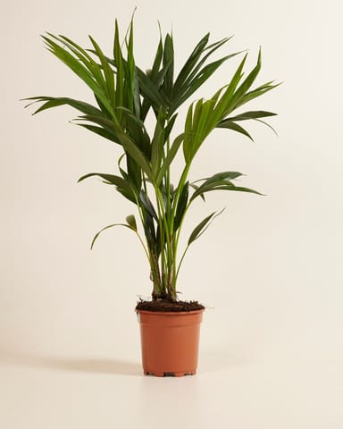 Palm Howea Fosteriana Kentia