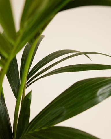 Palm Howea Fosteriana Kentia