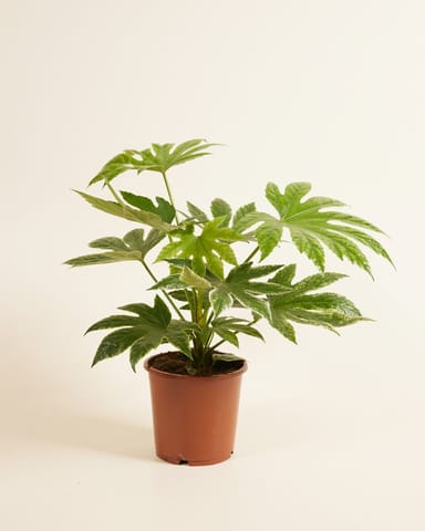 Fatsia Vingerplant Japonica 'Spiderweb'