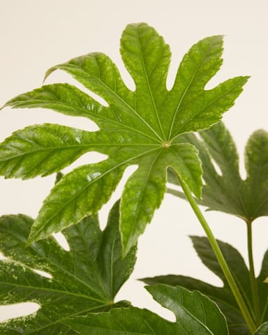 Fatsia Vingerplant Japonica 'Spiderweb'